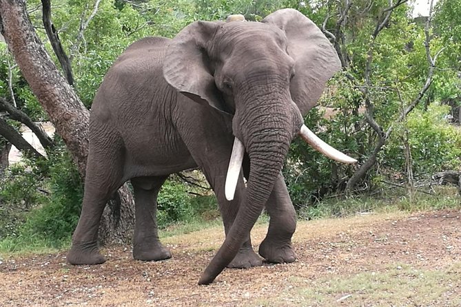 Chobe Safari Overnight Camping Trip - Day one: from Victoria Falls to Chobe