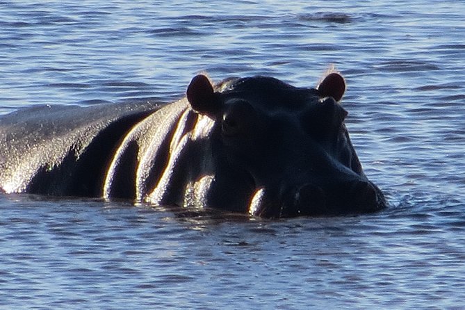 Chobe Safari Overnight Camping Trip - The 6:00 a.m. game drive