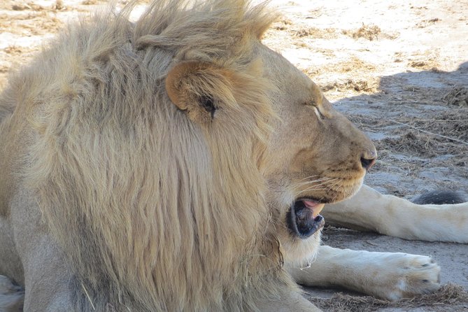 Chobe Safari Overnight Camping Trip - What the $340 price buys you