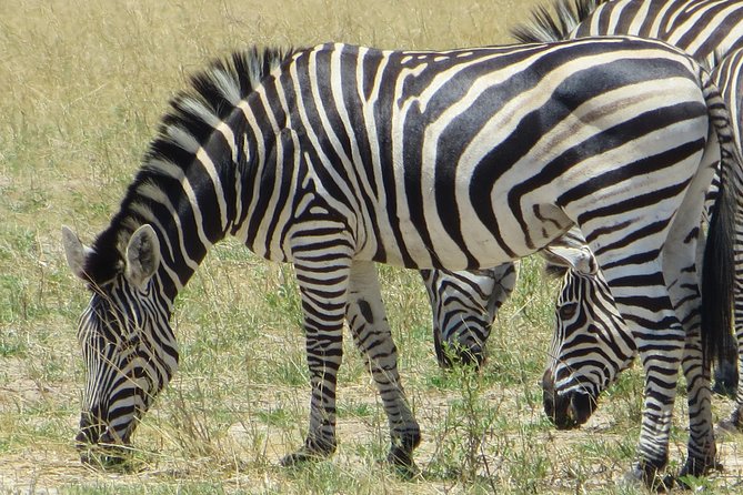 Chobe Safari Overnight Camping Trip - Who will enjoy this overnight safari