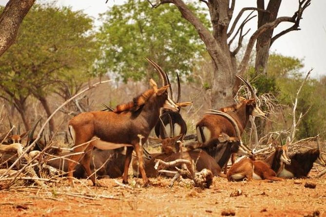 Chobe Sunrise upto Sunset Day trip from Victoria Falls 5AM - 7PM - Entering Chobe National Park by safari vehicle