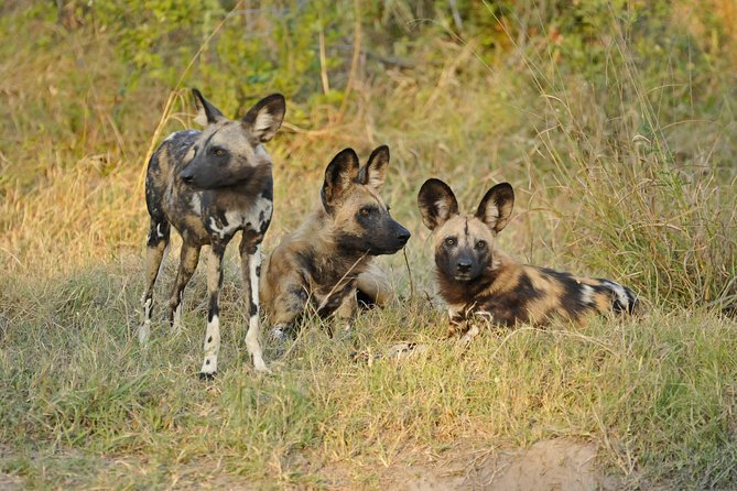 Exclusive full day Chobe game drive safari - Why Chobe works as a Victoria Falls day trip