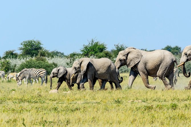 Exclusive full day Chobe game drive safari - Following the Chobe Riverfront