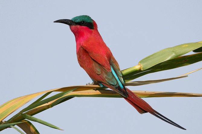 Exclusive full day Chobe game drive safari - What a full day adds