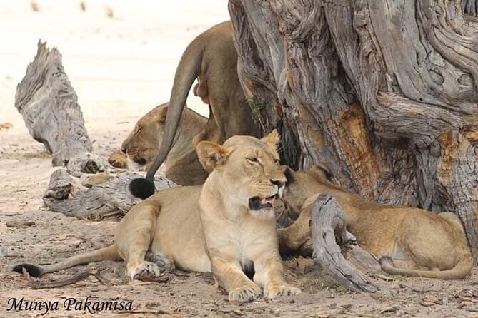 Exclusive full day Chobe game drive safari - Price and what your $280 covers