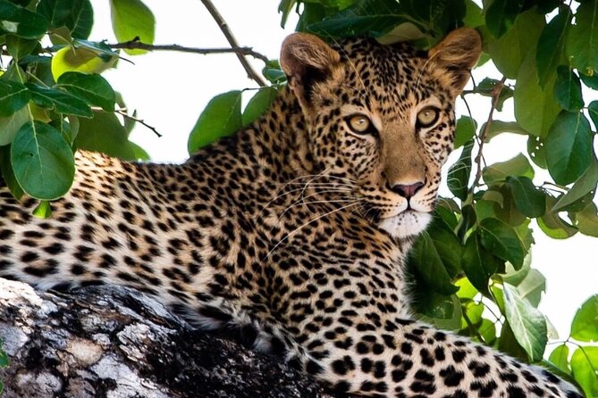 Exclusive full day Chobe game drive safari - Comfort, timing, and the practical side