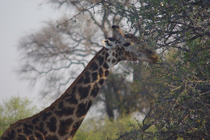 Exclusive full day Chobe game drive safari - How to make the most of your safari day