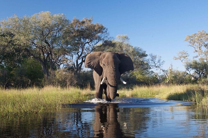 Explore Chobe National Park With a Day Trip from Victoria Falls - The real value of the US$217 price