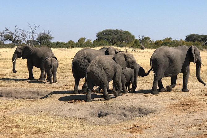 Five-Day Hwange NP, Chobe NP and Victoria Falls Combo - Day 1: From Victoria Falls Airport to Hwange after dark