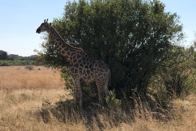 Five-Day Hwange NP, Chobe NP and Victoria Falls Combo - Day 4: Chobe’s river wildlife and afternoon 4x4 drive