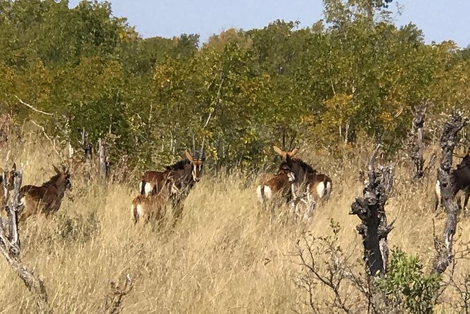 Five-Day Hwange NP, Chobe NP and Victoria Falls Combo - Who should book this five-day combo
