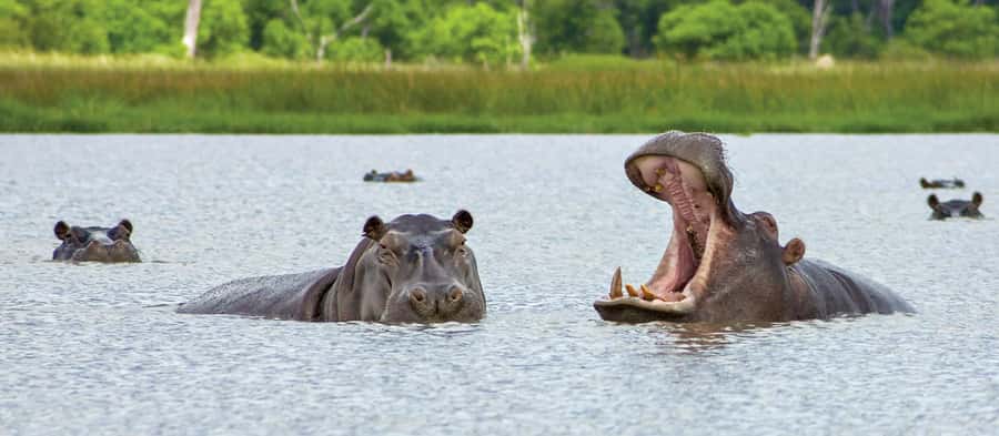 From Kasane: Chobe National Park Full Day Wildlife Safari - Why combining river and land safari makes sense