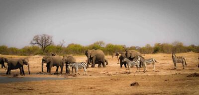 From Kasane: Chobe National Park Full Day Wildlife Safari
