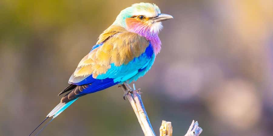 From Victoria Falls: Chobe Half Day Game Drive - Why Chobe works as a Victoria Falls side trip