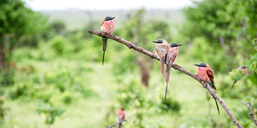 From Victoria Falls: Chobe Half Day Game Drive - Crossing into Botswana and reaching the park