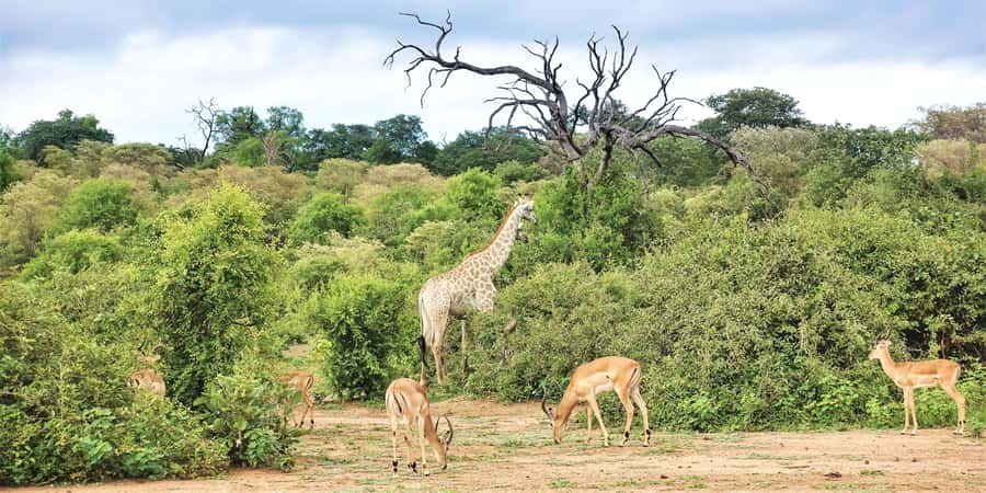 From Victoria Falls: Chobe Half Day Game Drive - Elephants and the Chobe River