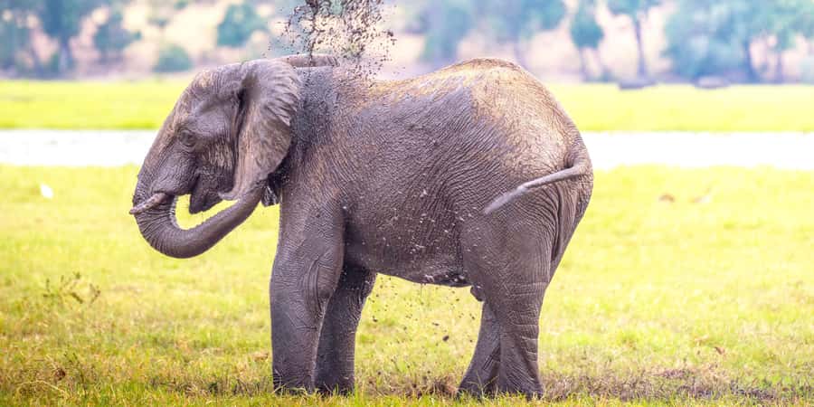 From Victoria Falls: Chobe Half Day Game Drive - The 6:00 am departure from Victoria Falls