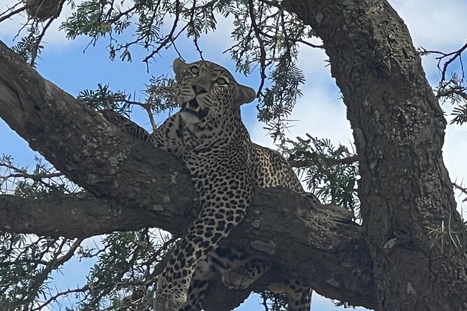 From Victoria Falls: Chobe National Park Small Group Tour - Key points to know before booking