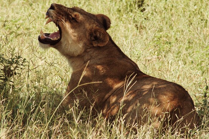 From Victoria Falls: Chobe National Park Small Group Tour - The morning Chobe River cruise
