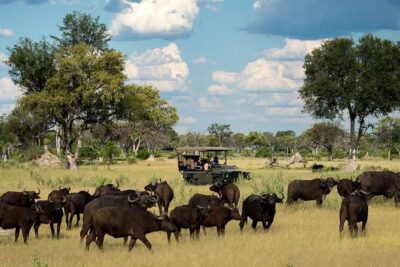 From Victoria Falls: Chobe National Park Small Group Tour