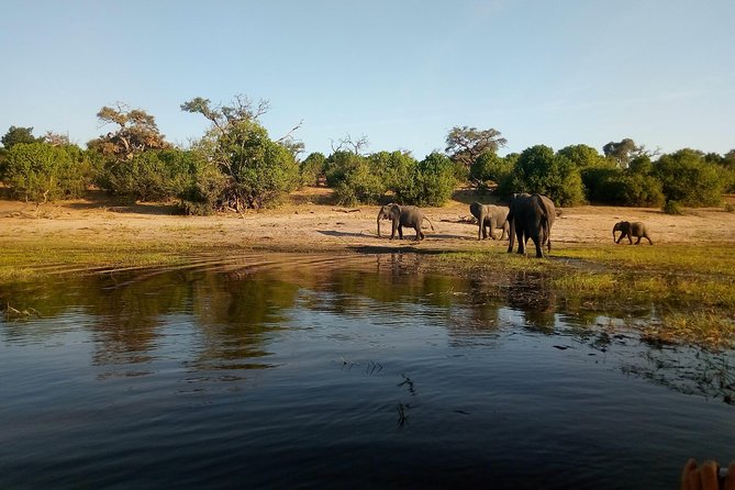 From Victoria Falls: Chobe National Park Small Group Tour - The afternoon open-air game drive