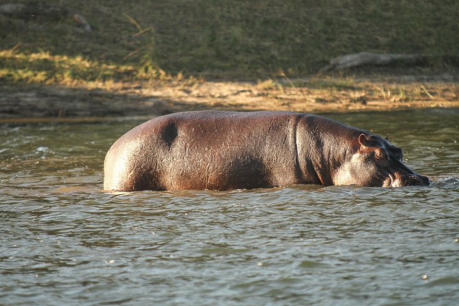 From Victoria Falls: Chobe National Park Small Group Tour - What the guides add to the day