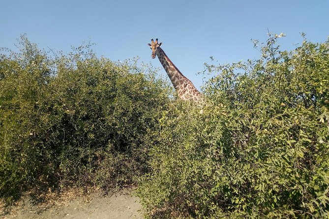 From Victoria Falls: Chobe National Park Small Group Tour - Who should book this Chobe day trip?