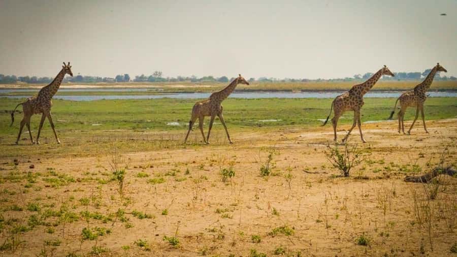 From Victoria Falls: Full Chobe Day trip to Chobe, Botswana - Why Chobe works so well from Victoria Falls