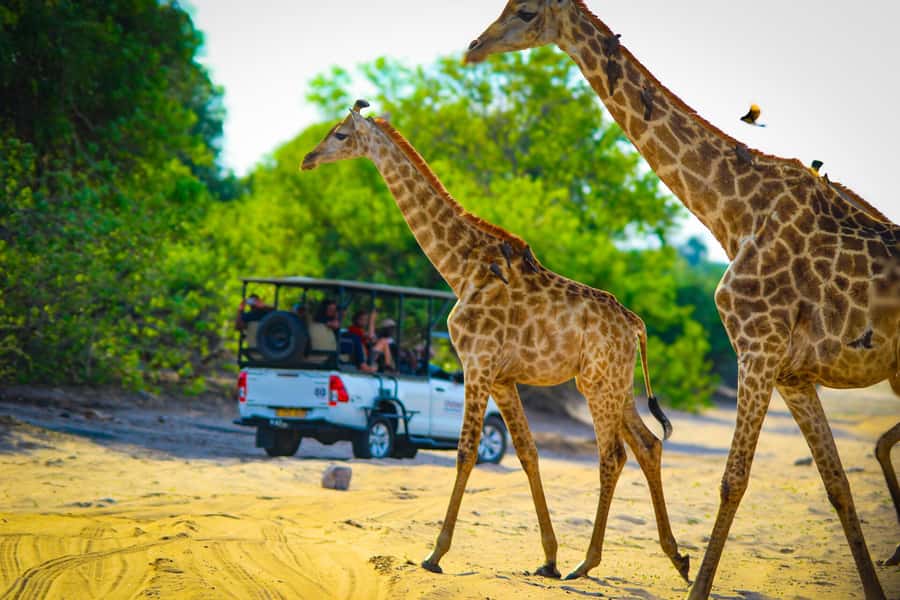 From Victoria Falls: Full Chobe Day trip to Chobe, Botswana - Lunch, refreshments, and the middle of the day