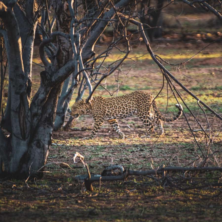 From Victoria Falls: Full Chobe Day trip to Chobe, Botswana - Who will get the most from this day