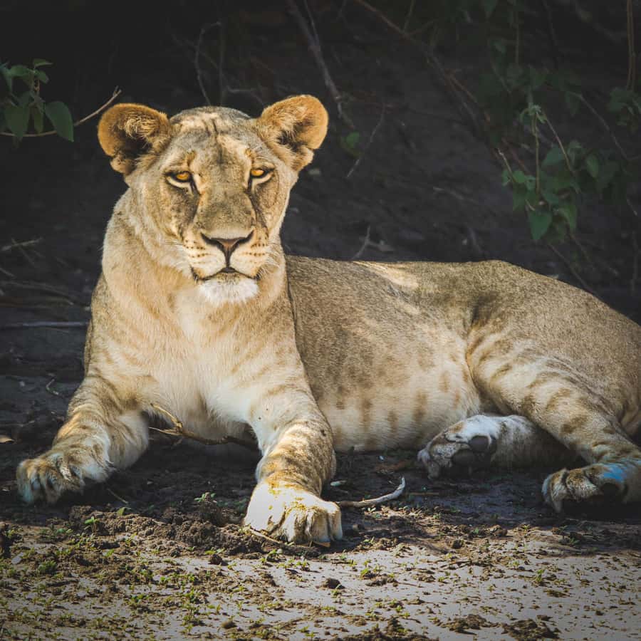 From Victoria Falls: Full Chobe Day trip to Chobe, Botswana - Simple ways to make the day better
