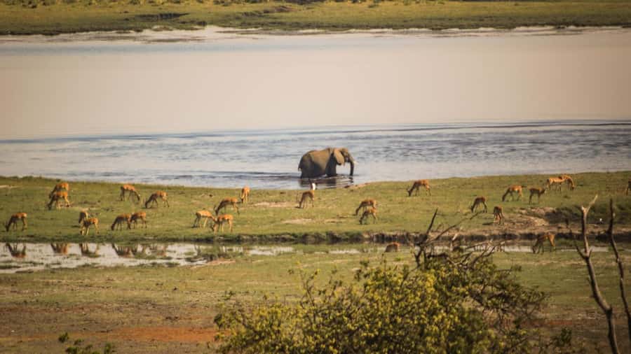From Victoria Falls: Full Chobe Day trip to Chobe, Botswana - Leaving Victoria Falls and reaching the border