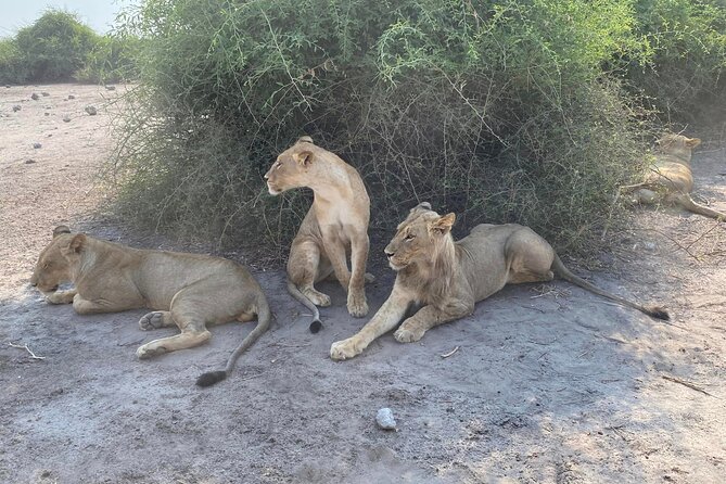 From Victoria Falls: Hwange National Park Day Safari - The 5:00 am Start from Victoria Falls