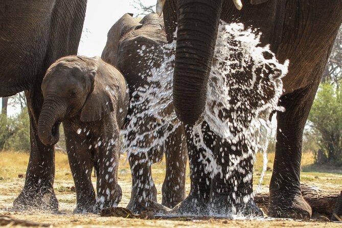 From Victoria Falls: Hwange National Park Day Safari - Lunch Beside the Waterholes