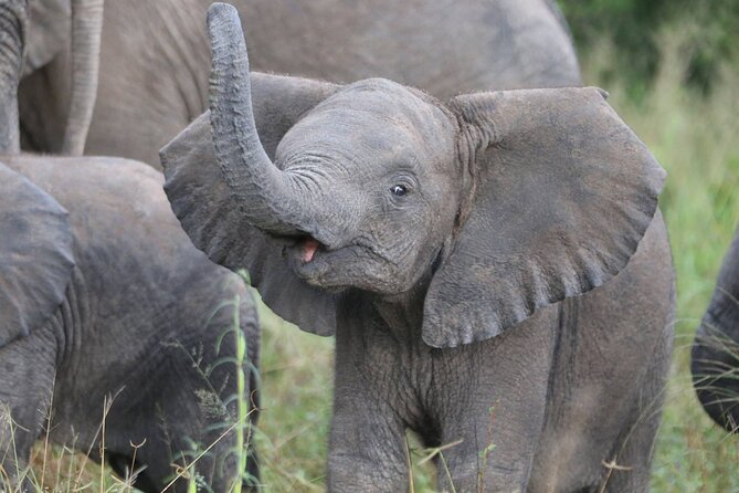 From Victoria Falls: Hwange National Park Day Safari - What the Wildlife Viewing Can Feel Like
