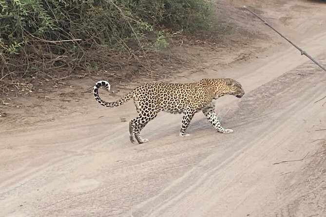 From Victoria Falls: Hwange National Park Day Safari - The Guide Can Make or Break the Day