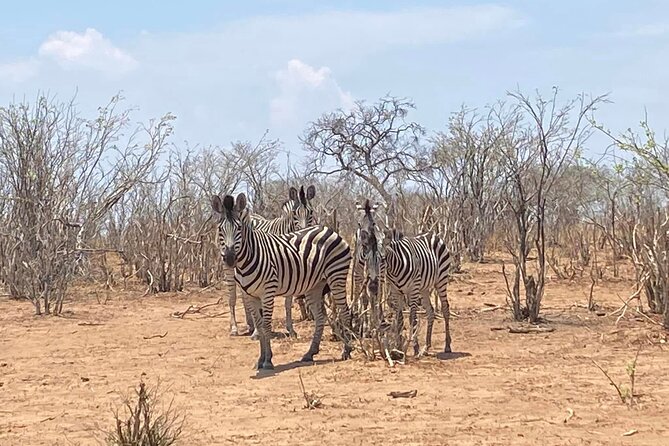 From Victoria Falls: Hwange National Park Day Safari - Who Should Book This Hwange Safari?