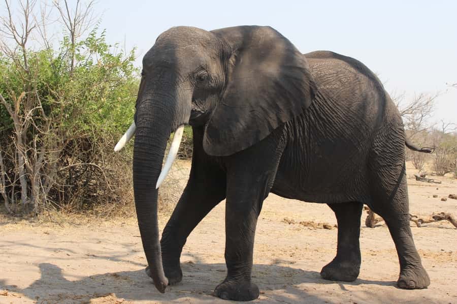 From Victoria Falls: Sunrise to Sunset Chobe Safari - Key points to know before booking