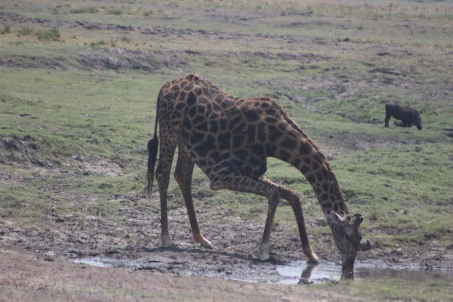 From Victoria Falls: Sunrise to Sunset Chobe Safari - Lunch at Chobe Safari Lodge