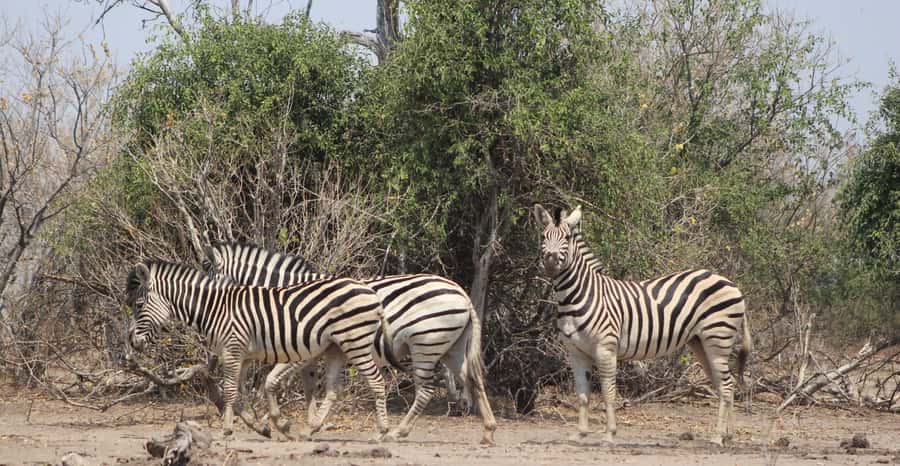 From Victoria Falls: Sunrise to Sunset Chobe Safari - Clothing, Bags, and Comfort