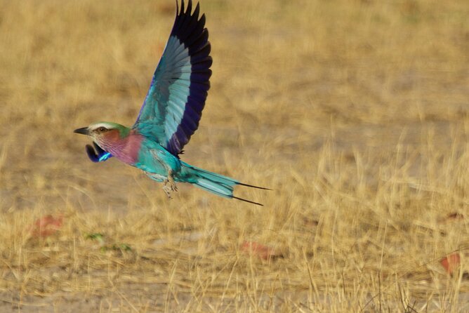 Full Day Birding Zambezi National Park Includes Picnic Lunch - Afternoon woodland birding