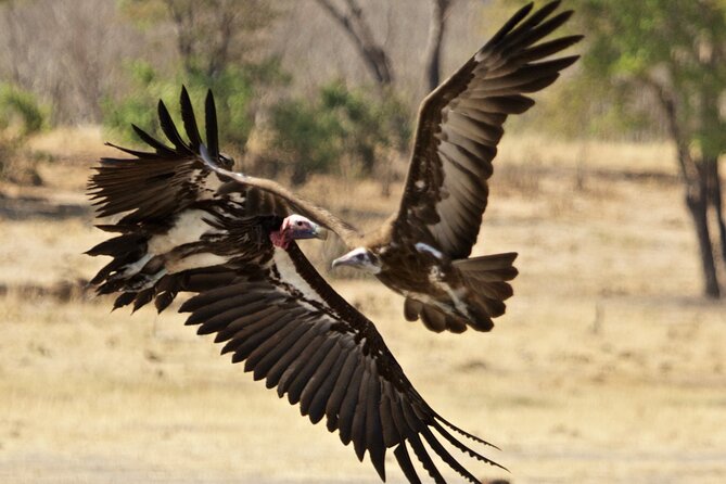 Full Day Birding Zambezi National Park Includes Picnic Lunch - Big animals are part of the bonus