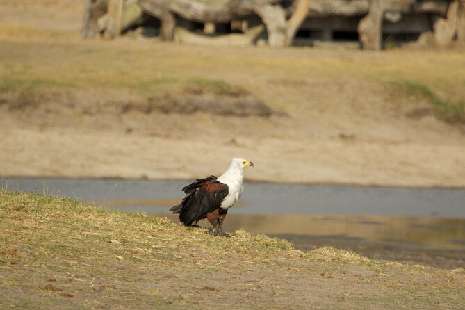 Full Day Birding Zambezi National Park Includes Picnic Lunch - Into Zambezi National Park
