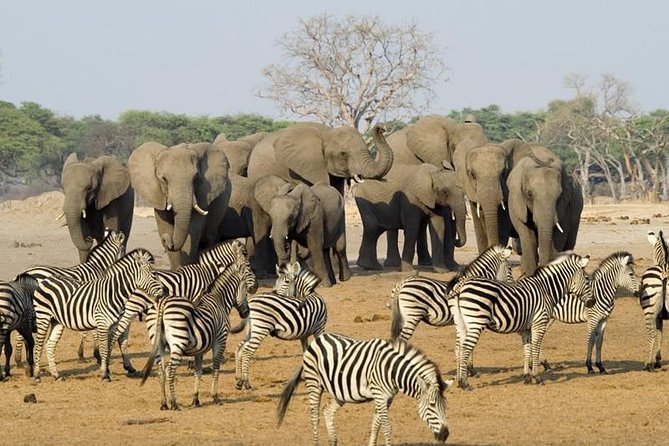 Full Day Chobe National Park Big 5 Safari - Key points at a glance