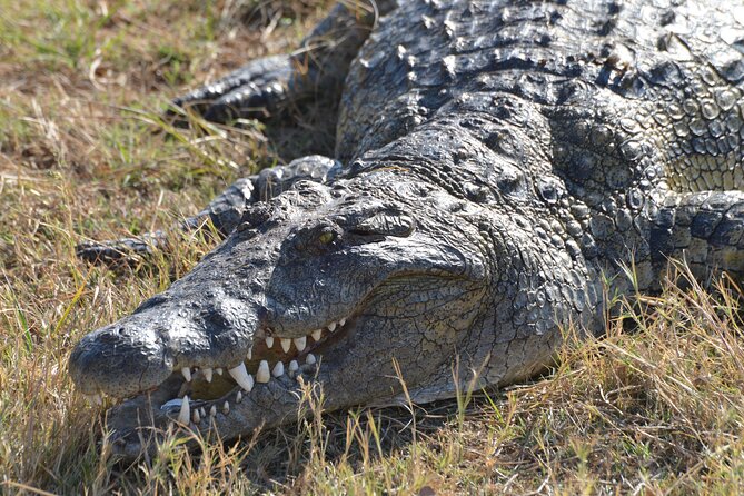 Full Day Chobe Trip with Lunch - Key points to know before booking