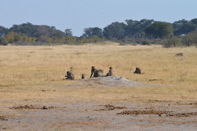 Full Day Chobe Trip with Lunch - The drive to Kazungula sets the rhythm