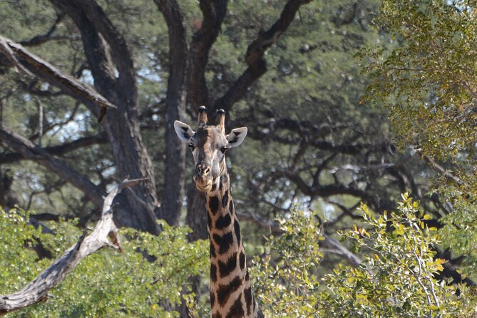 Full Day Chobe Trip with Lunch - Lunch gives the long day a useful pause