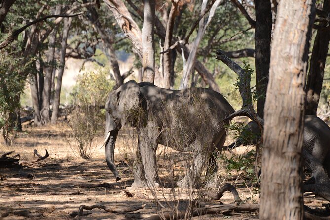 Full Day Chobe Trip with Lunch - Who will enjoy this Chobe safari most
