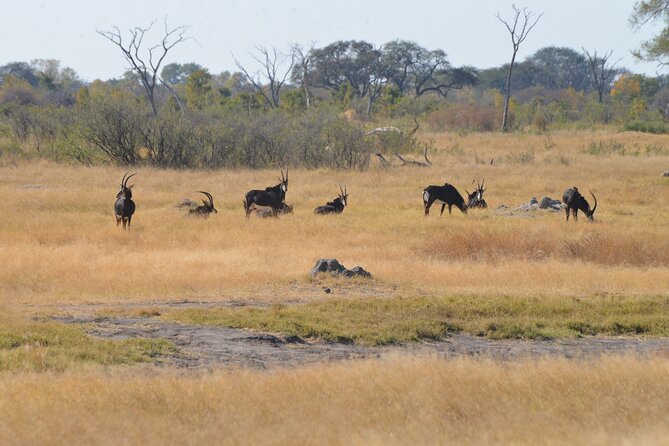 Full Day Chobe Trip with Lunch - Practical booking advice from the start