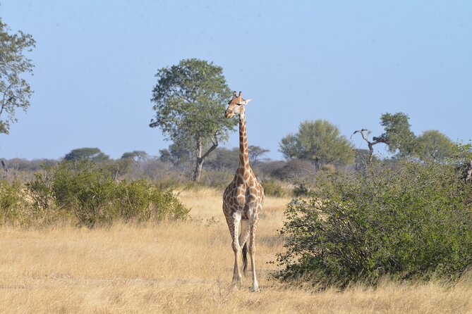 Full Day Chobe Trip with Lunch - The morning game drive in Chobe National Park